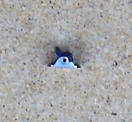 TT, BTTB - Anschußklemme 